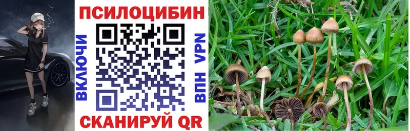 Галлюциногенные грибы Psilocybe  Гулькевичи 